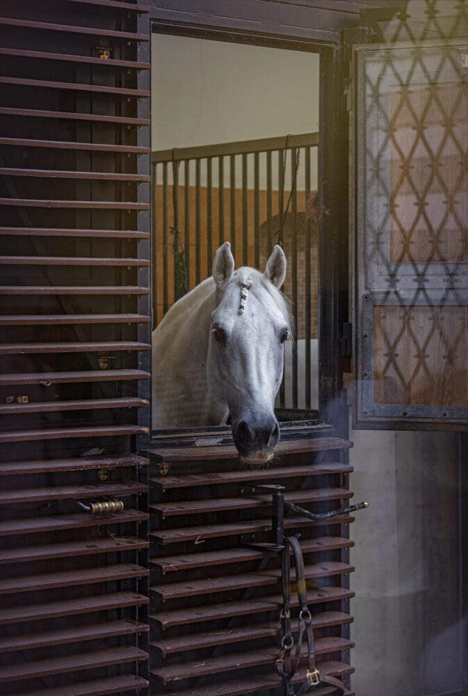 White horse in the stable at Spanish Riding school in Vienna