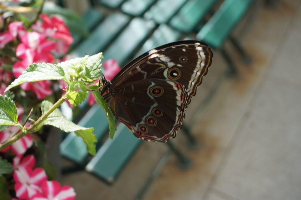 A brown butterfly perched on a leaf in Imperial Butterfly House in Vienna.