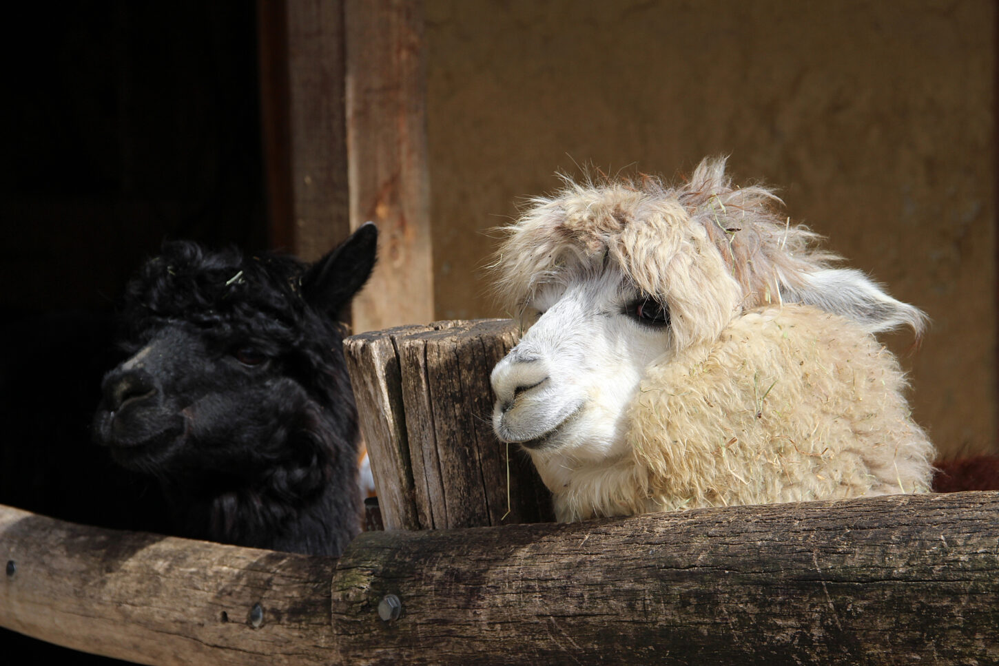 Two smiling alpacas, one black and one white, in Salzburg Zoo, Austria