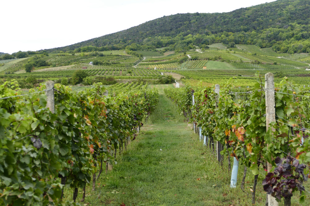 A green vineyard in Vienna Woods, Austria, with hills rising in the background