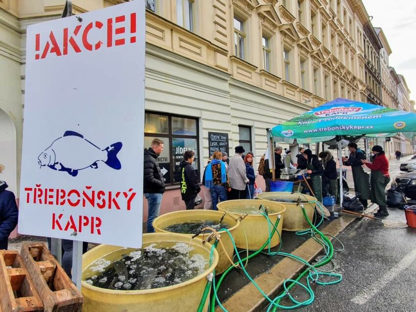 Tubs of carp on sale outside a building before Christmas in Prague, Czechia