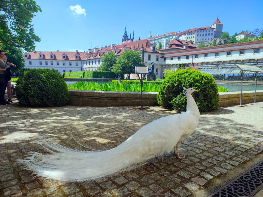 A white peacock standing in the shade near the castle gardens in Prague on a sunny day, with the castle in the background.